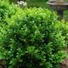Little Missy Dwarf Boxwood - 5 Pack Of Quart Pots -Plant Lover House Shop buxus microphylla little missy dwarf boxwood 1 3