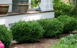 Little Missy Dwarf Boxwood - 6 Pack Of 1 Gallon Pots 12 Little Missy Dwarf Boxwood - 6 Pack Of 1 Gallon Pots -Plant Lover House Shop buxus microphylla little missy dwarf boxwood 5 5