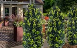 Arctic Emerald Columnar Boxwood - 1 Gallon Pot -Plant Lover House Shop buxus sempervirens arctic emerald boxwood 105
