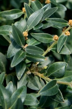 Arctic Emerald Columnar Boxwood - 6 Pack Of 1 Gallon Pots -Plant Lover House Shop buxus sempervirens arctic emerald boxwood 16 1