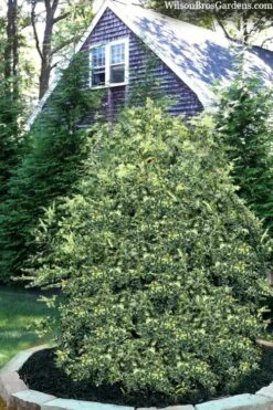 Golden Weeping Boxwood (Buxus Sempervirens 'Aurea Pendula') - 1 Gallon Pot -Plant Lover House Shop buxus sempervirens aurea pendula variegated weeping boxwood 3