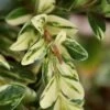 Golden Weeping Boxwood (Buxus Sempervirens 'Aurea Pendula') - 1 Gallon Pot 2 Golden Weeping Boxwood (Buxus Sempervirens 'Aurea Pendula') - 1 Gallon Pot -Plant Lover House Shop buxus sempervirens aurea pendula variegated weeping boxwood 5