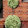Variegated Boxwood 2-Ball Poodle Tier Topiary - 5 Gallon Pot -Plant Lover House Shop buxus sempervirens aureovariegata boxwood 2 ball poodle tier 7