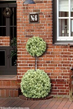 Variegated Boxwood 2-Ball Poodle Tier Topiary - 5 Gallon Pot -Plant Lover House Shop buxus sempervirens aureovariegata boxwood 2 ball poodle tier 8