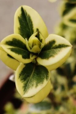 Variegated Boxwood (Buxus Sempervirens 'Aureovariegata') - 2 Gallon Pot -Plant Lover House Shop buxus sempervirens aureovariegata variegated boxwood 1