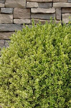 Variegated Boxwood (Buxus Sempervirens 'Aureovariegata') - 5 Gallon Pot -Plant Lover House Shop buxus sempervirens aureovariegata variegated boxwood 10 1
