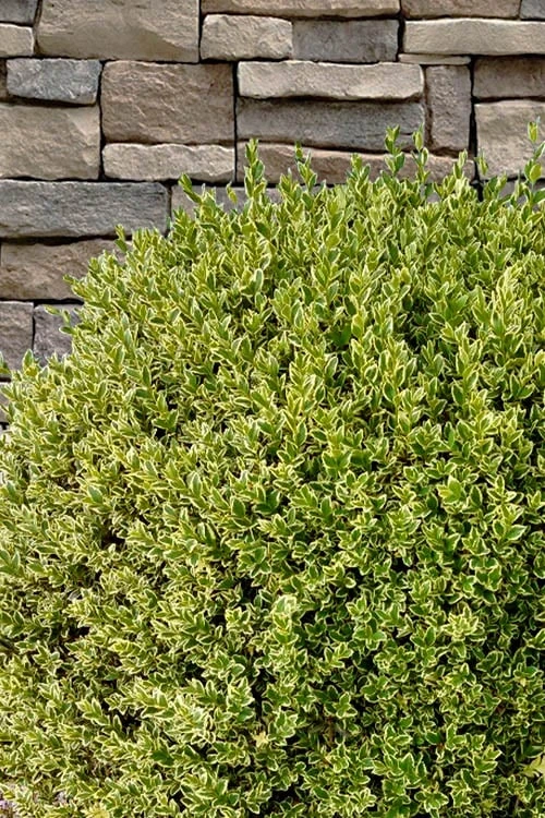 Variegated Boxwood (Buxus Sempervirens 'Aureovariegata') - 2 Gallon Pot - SALE 9 Variegated Boxwood (Buxus Sempervirens 'Aureovariegata') - 2 Gallon Pot - SALE - Image 7