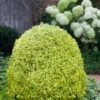 Variegated Boxwood (Buxus Sempervirens 'Aureovariegata') - 2 Gallon Pot -Plant Lover House Shop buxus sempervirens aureovariegata variegated boxwood 5