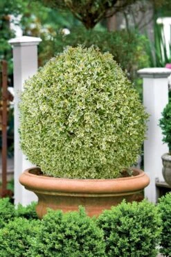 Elegans Variegated Boxwood - Buxus Sempervirens 'Elegantissima' - 6 Pack Of 1 Gallon Pots 11 Elegans Variegated Boxwood - Buxus Sempervirens 'Elegantissima' - 6 Pack Of 1 Gallon Pots -Plant Lover House Shop buxus sempervirens elegantissima variegated boxwood 101 3