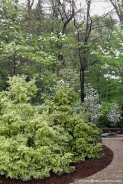 Elegans Variegated Boxwood - Buxus Sempervirens 'Elegantissima' - 3 Gallon Pot -Plant Lover House Shop buxus sempervirens elegantissima variegated boxwood 102 1