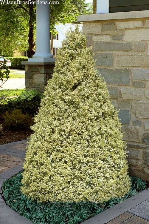 Elegans Variegated Boxwood - Buxus Sempervirens 'Elegantissima' - 6 Pack Of 1 Gallon Pots 3 Elegans Variegated Boxwood - Buxus Sempervirens 'Elegantissima' - 6 Pack Of 1 Gallon Pots