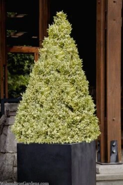 Elegans Variegated Boxwood - Buxus Sempervirens 'Elegantissima' - 3 Gallon Pot -Plant Lover House Shop buxus sempervirens elegantissima variegated boxwood 105 1