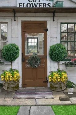 Boxwood Single Ball Standard Topiary (Buxus Sempervirens) - 5 Gallon Pot -Plant Lover House Shop buxus sempervirens standard single ball topiary boxwood 2