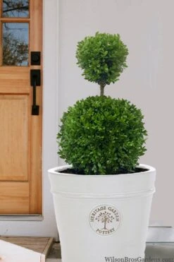 Dwarf English Boxwood Two-Ball Poodle Tier Topiary - 3 Gallon Pot -Plant Lover House Shop buxus sempervirens suffriticosa standard two ball topiary boxwood 5