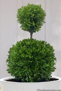 Dwarf English Boxwood Two-Ball Poodle Tier Topiary - 3 Gallon Pot -Plant Lover House Shop buxus sempervirens suffruticosa standard two ball topiary boxwood 10