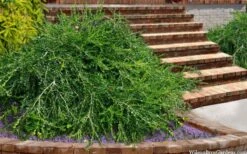 Unraveled Weeping Boxwood - 3 Gallon Pot -Plant Lover House Shop buxus sempervirens unraveled weeping boxwood 15