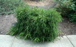 Unraveled Weeping Boxwood - 3 Gallon Pot -Plant Lover House Shop buxus sempervirens unraveled weeping boxwood 7