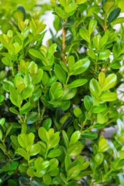Winterstar Boxwood - 1 Gallon Pot 12 Winterstar Boxwood - 1 Gallon Pot -Plant Lover House Shop buxus winterstar boxwood 1