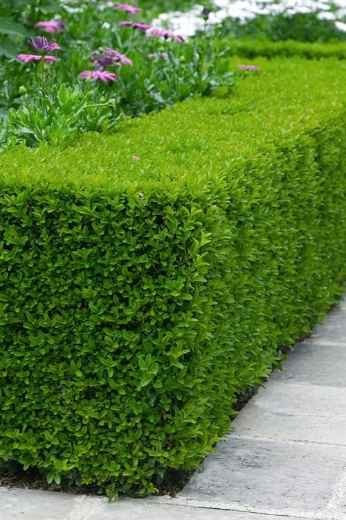 Winterstar Boxwood - 1 Gallon Pot 3 Winterstar Boxwood - 1 Gallon Pot