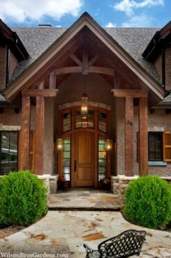 Winterstar Boxwood - 1 Gallon Pot 11 Winterstar Boxwood - 1 Gallon Pot -Plant Lover House Shop buxus winterstar boxwood 3