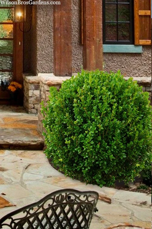 Winterstar Boxwood - 1 Gallon Pot 8 Winterstar Boxwood - 1 Gallon Pot - Image 6
