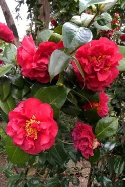 Turandot Camellia Japonica - 7 Gallon Pot -Plant Lover House Shop caellia turandot 20 1