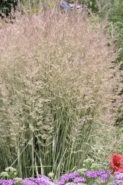 Avalanche Feather Reed Grass (Calamagrostis) - 3 Gallon Pot -Plant Lover House Shop calamagrostis x acutiflora avalanche feather reed grass 4