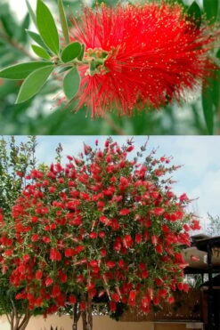 Red Cluster Bottlebrush Tree - 7 Gallon Pot -Plant Lover House Shop callistemon red cluster bottlebrush 102