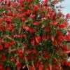 Red Cluster Bottlebrush Tree - 7 Gallon Pot -Plant Lover House Shop callistemon red cluster bottlebrush 103