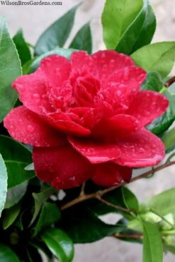 Altheaflora Camellia - 3 Gallon Pot 9 Altheaflora Camellia - 3 Gallon Pot -Plant Lover House Shop camellia altheaflora 1