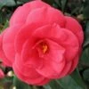 Arctic Rose Cold Hardy Red Camellia - 1 Gallon Pot 2 Arctic Rose Cold Hardy Red Camellia - 1 Gallon Pot -Plant Lover House Shop camellia arctic rose 1