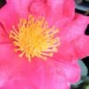 Autumn Rose Camellia - 3 Gallon Pot 1 Autumn Rose Camellia - 3 Gallon Pot -Plant Lover House Shop camellia autumn rose 1