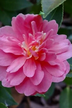 Autumn Spirit Camellia - Hybrid - 3 Gallon Pot -Plant Lover House Shop camellia autumn spirit 21
