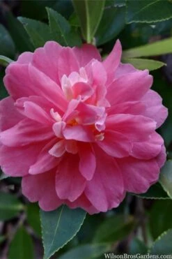 Autumn Spirit Camellia - Hybrid - 3 Gallon Pot -Plant Lover House Shop camellia autumn spirit 22