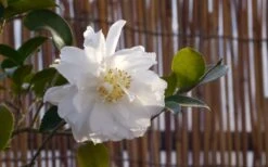 Chisato No Aki Camellia Japonica - 3 Gallon Pot 11 Chisato No Aki Camellia Japonica - 3 Gallon Pot -Plant Lover House Shop camellia chisato no aki 5