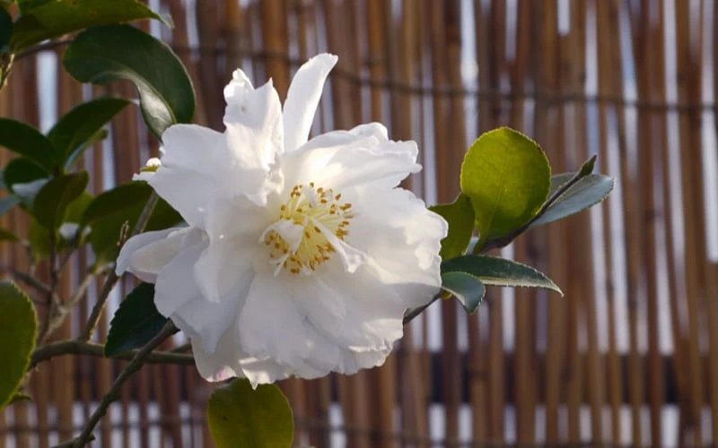 Chisato No Aki Camellia Japonica - 3 Gallon Pot 7 Chisato No Aki Camellia Japonica - 3 Gallon Pot - Image 5