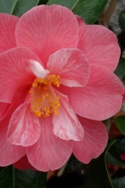Coral Delight Camellia Hybrid - 1 Gallon Pot -Plant Lover House Shop camellia coral delight 3 1