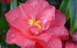 Coral Delight Camellia Hybrid - 1 Gallon Pot -Plant Lover House Shop camellia coral delight 5 1