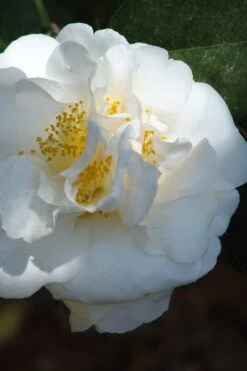 Cream Puff Fragrant Camellia - 3 Gallon Pot -Plant Lover House Shop camellia cream puff 2