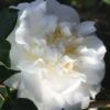 Cream Puff Fragrant Camellia - 3 Gallon Pot -Plant Lover House Shop camellia cream puff 4