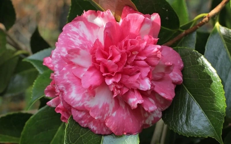 Sacred Dance Camellia Japonica 'Daikagura' - 3 Gallon Pot 8 Sacred Dance Camellia Japonica 'Daikagura' - 3 Gallon Pot - Image 6
