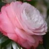 Desire Camellia Japonica - 1 Gallon Pot 1 Desire Camellia Japonica - 1 Gallon Pot -Plant Lover House Shop camellia desire 1
