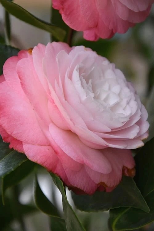 Desire Camellia Japonica - 1 Gallon Pot 3 Desire Camellia Japonica - 1 Gallon Pot