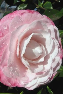 Desire Camellia Japonica - 3 Gallon Pot -Plant Lover House Shop camellia desire 2 1