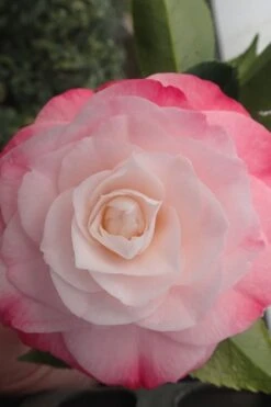 Desire Camellia Japonica - 1 Gallon Pot 10 Desire Camellia Japonica - 1 Gallon Pot -Plant Lover House Shop camellia desire 3