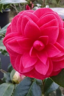 Glen 40 Camellia Japonica - 3 Gallon Pot -Plant Lover House Shop camellia glen 40 1