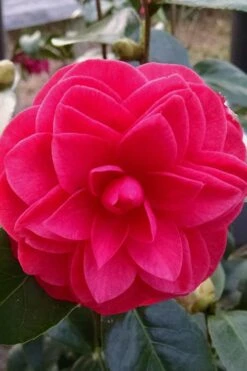 Glen 40 Camellia Japonica - 3 Gallon Pot -Plant Lover House Shop camellia glen 40 2