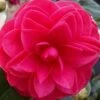Glen 40 Camellia Japonica - 3 Gallon Pot -Plant Lover House Shop camellia glen 40 2 thumbnail