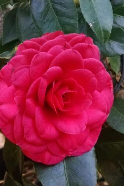 Glen 40 Camellia Japonica - 3 Gallon Pot -Plant Lover House Shop camellia glen 40 3
