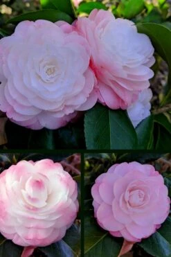 Guest Star Camellia Japonica - 1 Gallon Pot 11 Guest Star Camellia Japonica - 1 Gallon Pot -Plant Lover House Shop camellia guest star 3 1